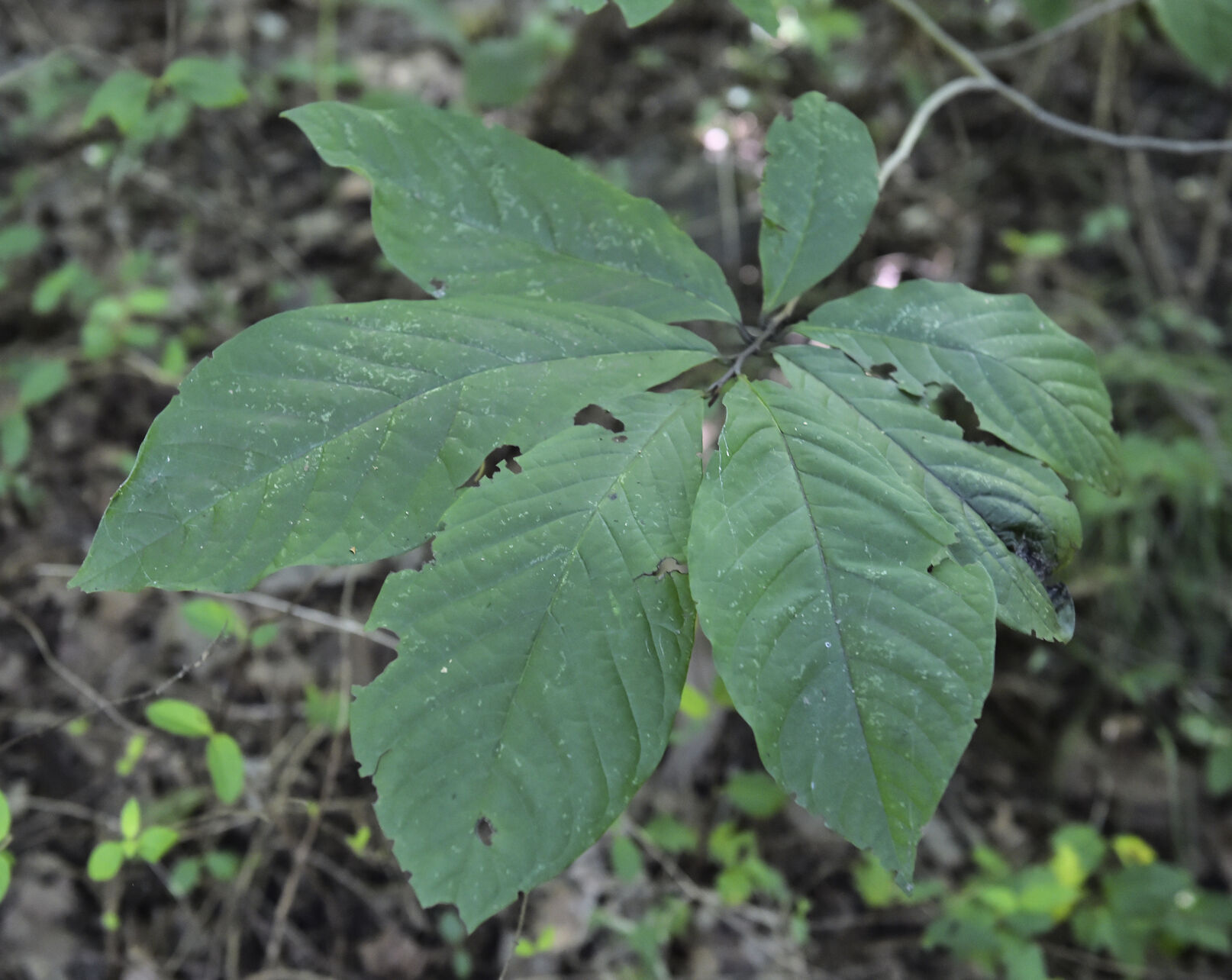 Paw Paw Trees 6.jpg